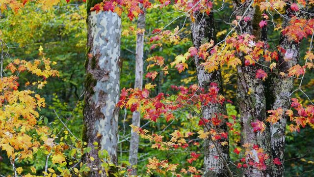 Close-up, autumn foliage in the Great Smoky Mountains National Park, USA