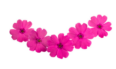 beautiful pink verbena flower isolated