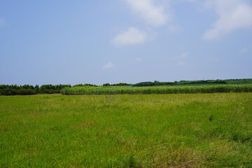 Fototapeta premium 沖縄の波照間島の畑