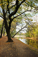 old oak tree on the walkway in the park autumn view