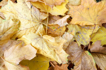 yellow dry colorful autumn maple leaves on the ground background