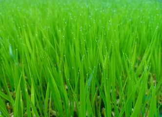 Fototapeta na wymiar Blurred texture of green grassland or rice field with clear dew drops.