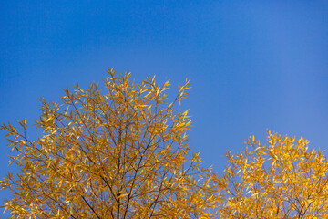 Yellow leaves close-up in backlight with slight sun glare
