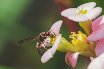 Macro photo of a Wasp pollinating a pink flower