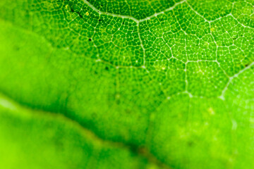 green maple leaf texture macro close up background