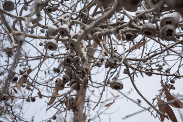 Nuts in a tree