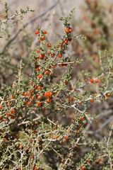 Red mature berry fruit of Anderson Thornbush, Lycium Andersonii, Solanaceae, native hermaphroditic perennial deciduous shrub in Joshua Tree National Park, Southern Mojave Desert, Summer.