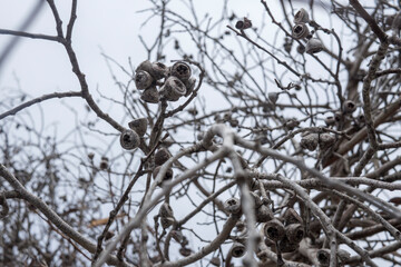 Nuts in a tree