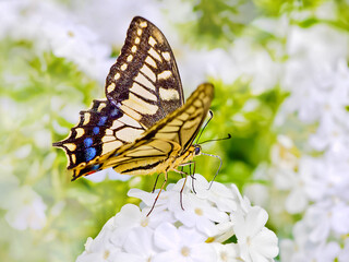 アゲハチョウ Swallowtail butterfly