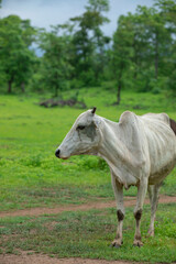 Naklejka na ściany i meble cow standing alone on countryside wild field. asian cow roaming alone live stock image.