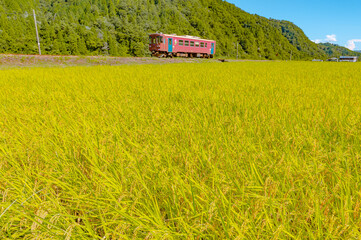 収穫前の稲穂と１両のローカル電車