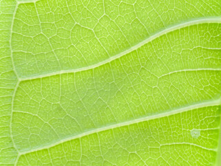 abstract blur background of green leaf by closeup texture of xylem and phloem the art and beautiful in nature