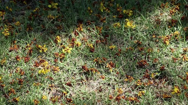 Fallen flowers of Peltophorum pterocarpum, also known as yellow poinciana, copperpod or yellow flame tree, on lawns with beautifully moving sunlight and tree shadows.