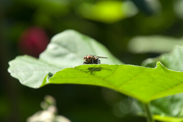 Sydney Australia, springtime has arrived, native bush fly perched on the leaf of a phymosia umbellata or mexican bush mallow