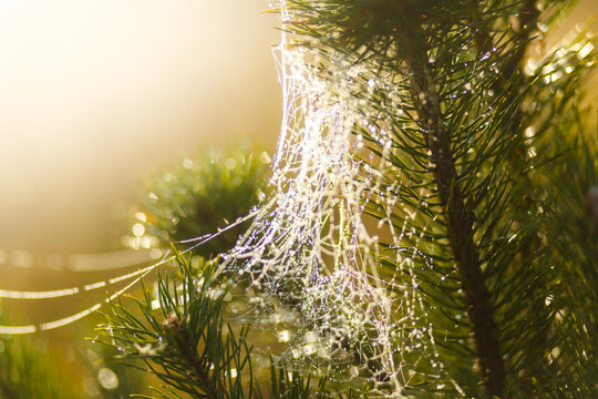 Cobweb woven by a spider in the spruce branches. The spruce branches are entangled in a spider's web