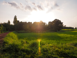 Green rice fields with the evening sun