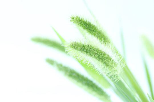 1 637 件の最適な 猫じゃらし 画像 ストック写真 ベクター Adobe Stock