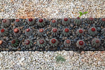 Cactus desert in the garden.