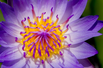 Purple lotus pollen with leaf background Taken close-up