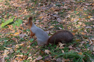 Red squirrel pulls a leg for food. Feeding proteins in nature. Squirrel and palm.