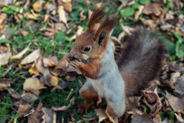 Naklejka na ściany i meble Red squirrel pulls a leg for food. Feeding proteins in nature. Squirrel and palm.
