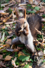 Red squirrel pulls a leg for food. Feeding proteins in nature. Squirrel and palm.