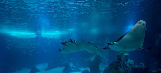 Fototapeta premium discovery of the city of Lisbon in Portugal. Romantic weekend in Europe.