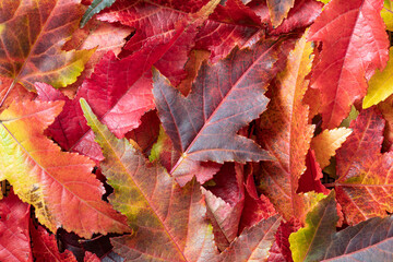 Background of bright autumn leaves