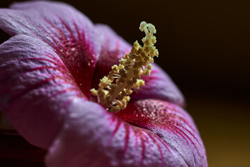 Spectacular flower with elongated yellow pistil and large pinkish petals