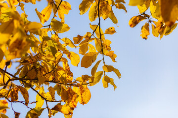 Yellow leaves close-up in backlight with slight sun glare