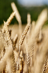 Wheat field. Ears of golden wheat close up. Background of ripening ears of wheat field. Rich harvest Concept.