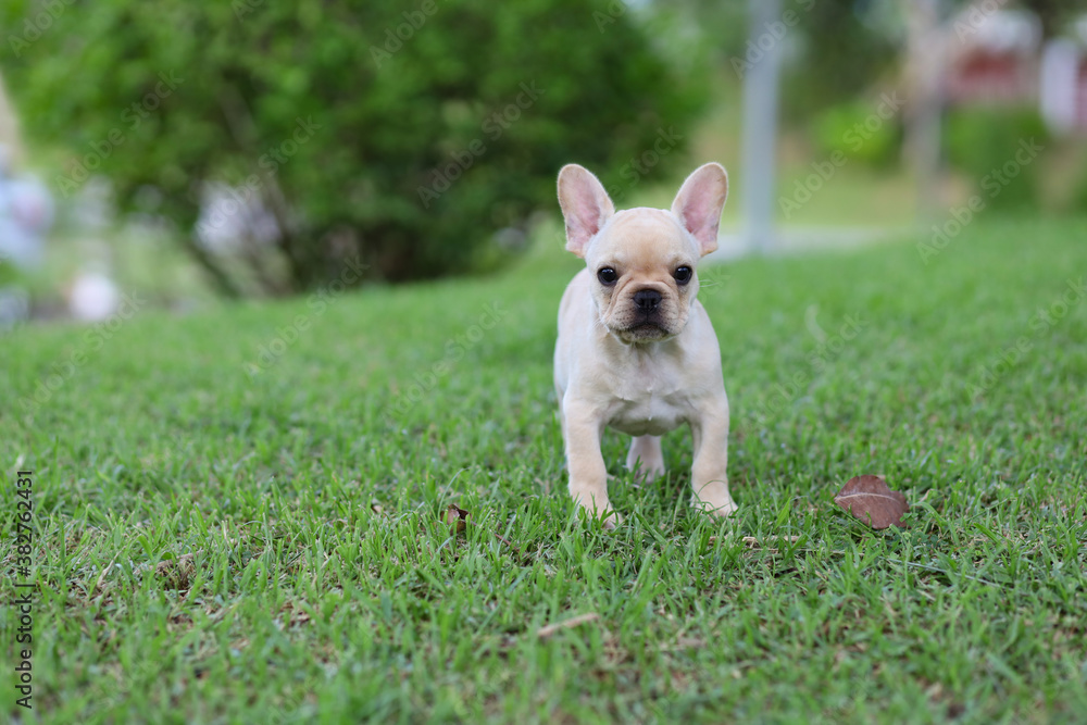 Wall mural french bulldog on the grass in the park. Beautiful dog breed French Bulldog in autumn outdoor grass