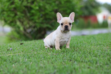 french bulldog on the grass in the park. Beautiful dog breed French Bulldog in autumn outdoor grass