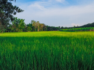 Fototapeta premium Green rice fields with the evening sun