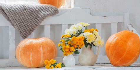 yellow chrysanthemums in jug and orange pumpkins  on old  white wooden bench