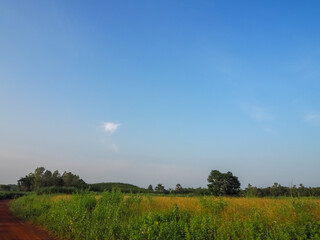 Fototapeta na wymiar Green rice fields with the evening sun