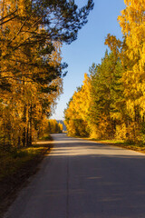 Obraz premium autumn forest