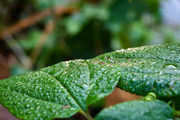 Morning sunlight fall on a wet green leaves close-up macro shot in the winter season.