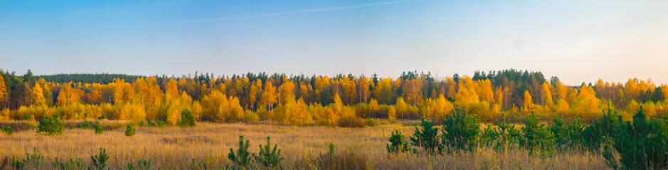 autumn forest panorama