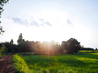 Green rice fields with the evening sun