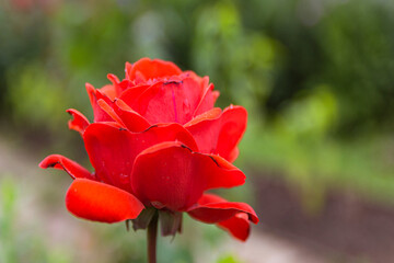 red rose with water drops in my garden