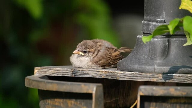 House sparrow in urban garden looking for food.