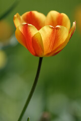 Colorful tulips flowers blooming in a garden