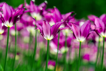 Fototapeta na wymiar Colorful tulips flowers blooming in a garden