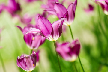 Obraz premium Colorful tulips flowers blooming in a garden