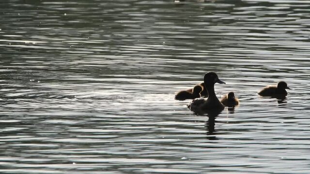 Female Tufted duck on UK fresh water lake with young. Diving duck.