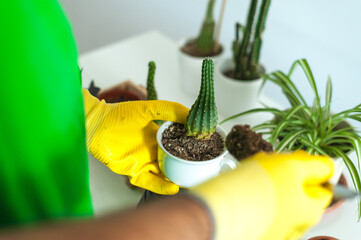 Hombre jóven cuidando sus plantas en casa