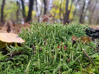 green strange mushrooms on a fallen tree