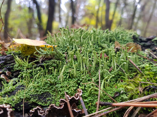 green strange mushrooms on a fallen tree