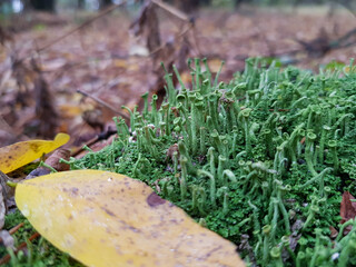 green strange mushrooms on a fallen tree